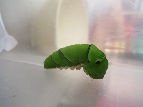 青虫 ぼーやんのお部屋 青虫 ぼーやんのお部屋