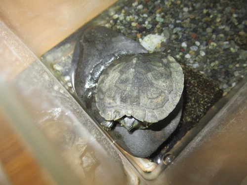 選べる環境 ぼーやんのお部屋