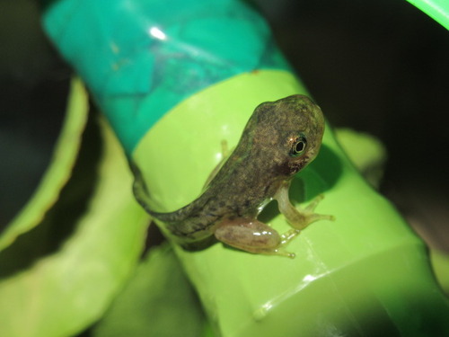 オタマジャクシ ぼーやんのお部屋