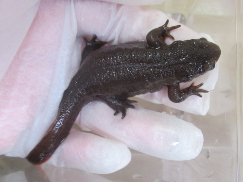 アカハライモリ ぼーやんのお部屋