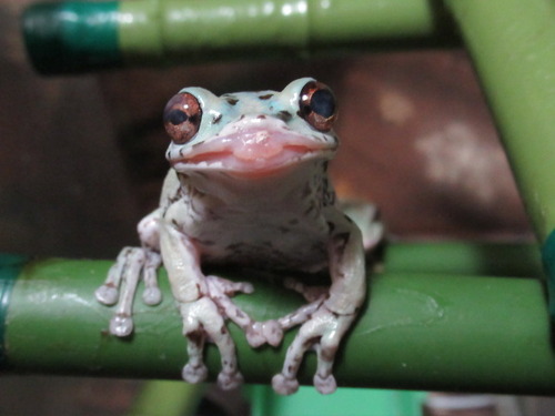 レプトミン ぼーやんのお部屋