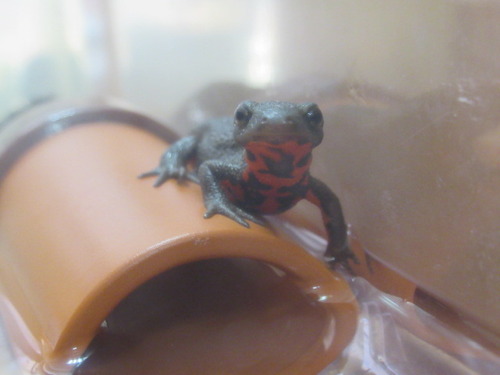 陸地 ぼーやんのお部屋 陸地 ぼーやんのお部屋