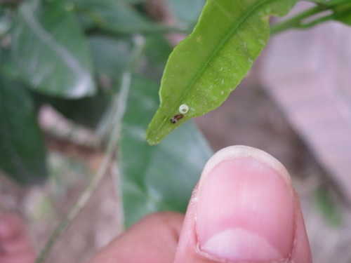 孵化 ぼーやんのお部屋