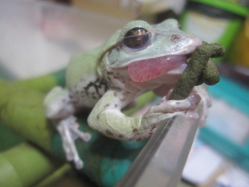 カエルの舌 ぼーやんのお部屋