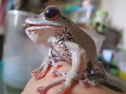 カエルの横顔 ぼーやんのお部屋
