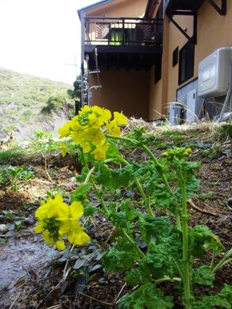 菜花