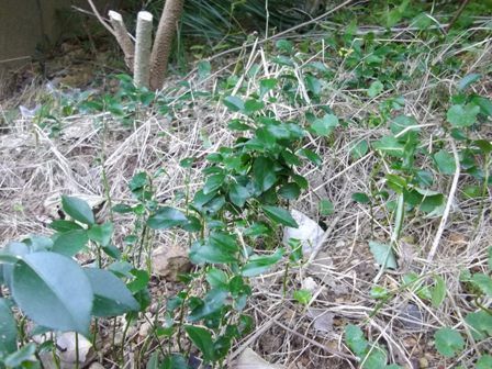 奇跡のミカン 1