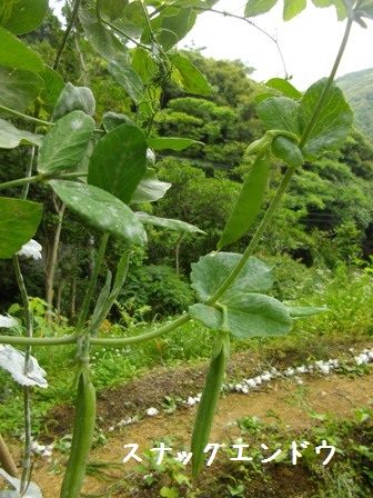 スナックエンドウ