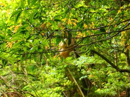 モリアオガエルの卵塊