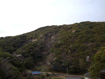 ちらほら