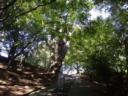 修善寺　自然公園　もみじ