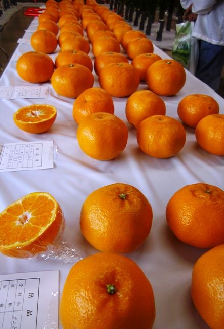 品評会　その２