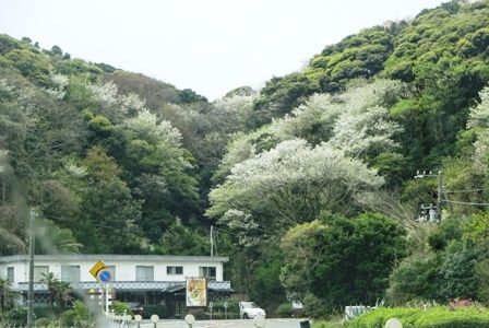 やまざくら１４