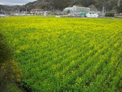 ひんの菜の花　３．１