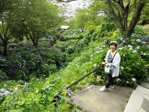 下田公園　あじさい　ゆきこさん