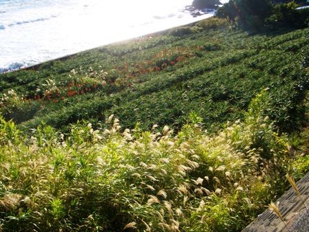 したる海岸アロエ畑うえ