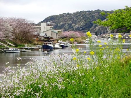 やまざくら１１