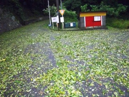 緑のじゅうたん　台風