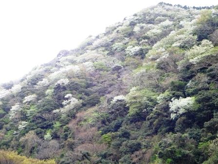 やまざくら１０