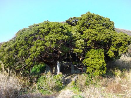 白鳥神社 吉田