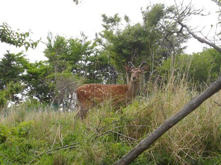 みなさん。これが鹿です。