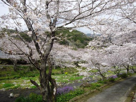 大沢温泉の桜