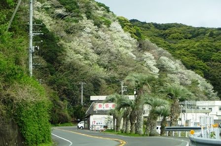 やまざくら１３