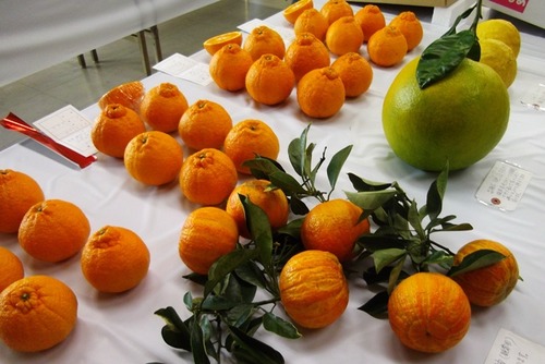 品評会　ミカン類