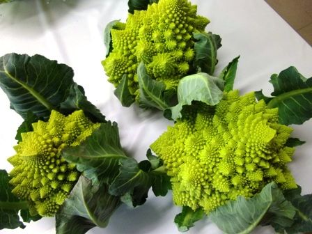 ロマネスコ（うずしお）