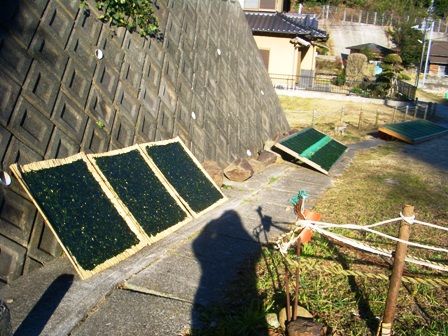 岩海苔乾燥中