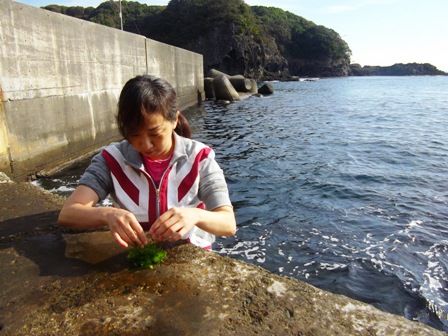 海藻とり　のんさん
