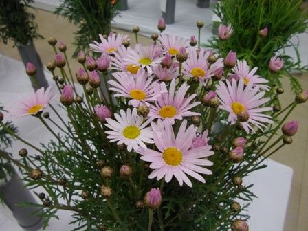 マーガレット　ピンク