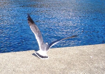 かもめ１飛ぶ