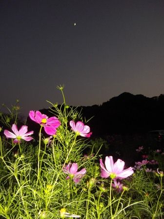 コスモスと月
