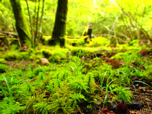 鮮やかなコケ達