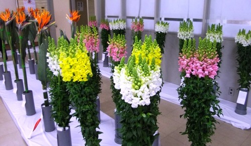 ストレチアと金魚草