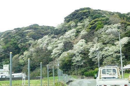 やまざくら１２