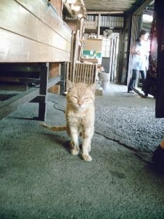 ひものやで