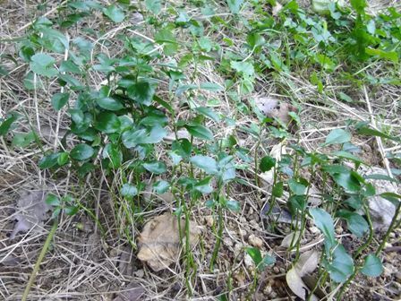 奇跡のミカン 2