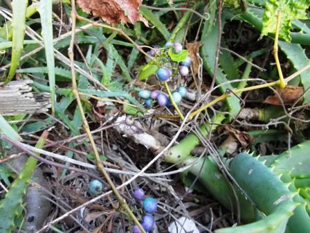 アロエ畑の中に　宝石みたい