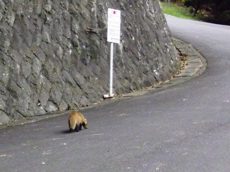 あなぐま