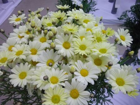 マーガレット　ｙ　