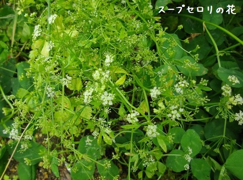 スープセロリ
