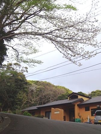 やまざくら１５