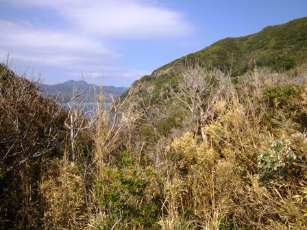 岩地歩道~山道