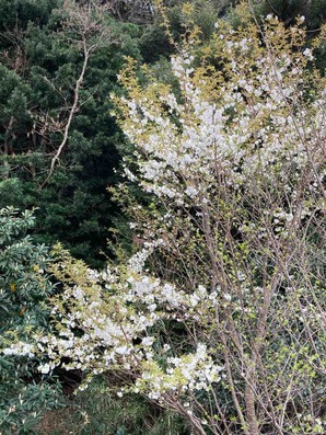 IMG_3141