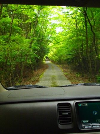 緑の中を進みます