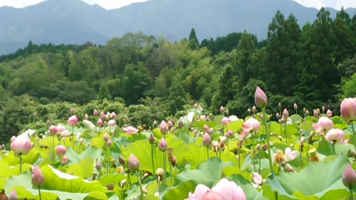 DSC_0000_BURST20180710113253899