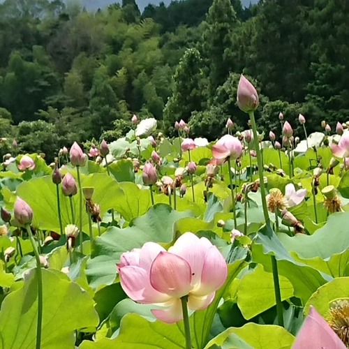 IMG_20180710_153941_428