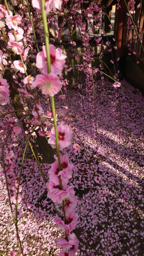 DSC_0001_BURST20190305155302418